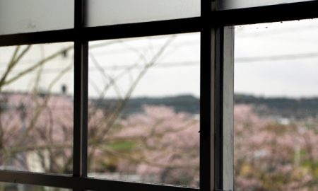 窓桜